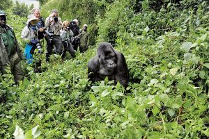 An Menschen gewöhnte Gorillas dürfen von einer bis zu achtköpfigen Touristengruppe maximal eine Stunde pro Tag besucht werden, Foto: Agape Travels
