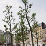 West 8, ein „Wohnzimmer“: Falconplein, Antwerpen 2007, Foto: Van den Berk Boomkwekerijen