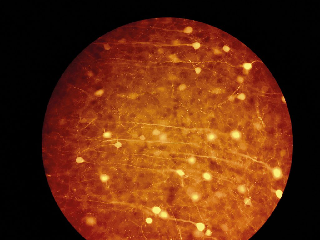 Neuronen im Cortex der Maus, Foto: Luisa Demarchi, Ilaria Bertocchi, Ales­sandra Oberto (via Wiki­media / CC BY-SA 4.0)